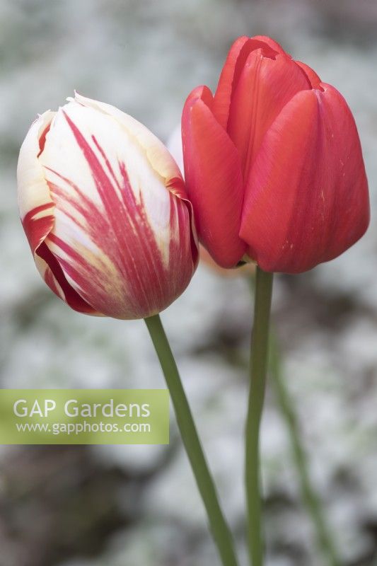 Tulipa Tulip 'Grand Perfection' and Tulipa Tulip  'Pallada'