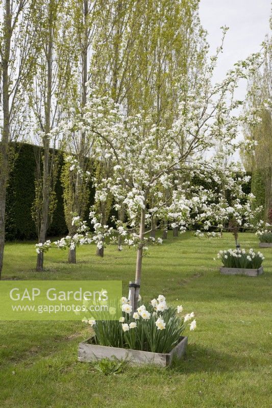 Young Malus 'Hyslop' - Crab Apple - staked and underplanted with white daffodils surrounded by wooden edging