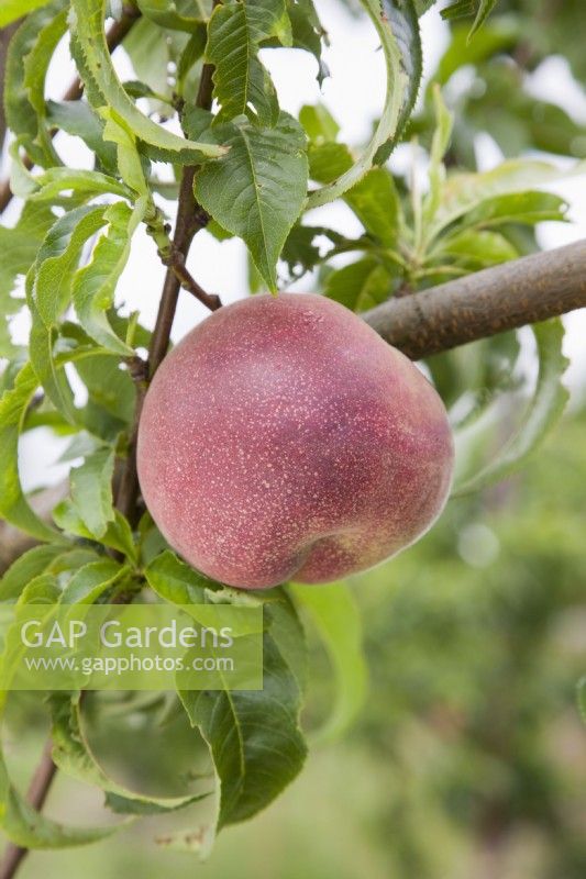 Peach - Prunus persica 'Peregrine'