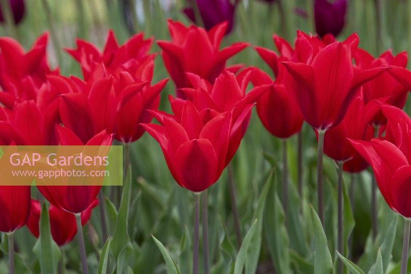 Tulipa 'Red Shine' - Tulipe à Fleurs de Lys 
