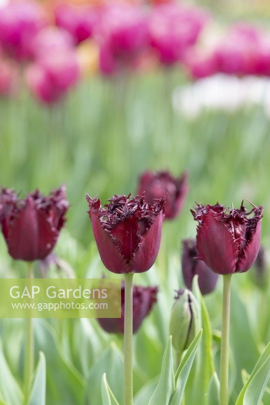 Tulipa 'Labrador' - Fringed Tulip