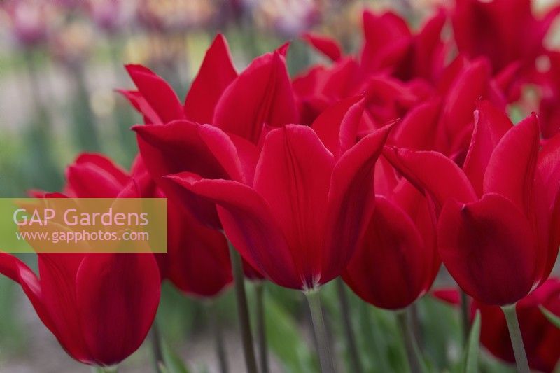 Tulipa 'Red Shine' - Tulipe à Fleurs de Lys 