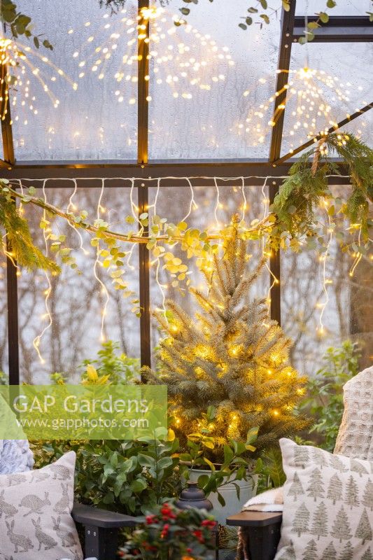 Christmas tree covered in fairy lights planted in metal bucket inside greenhouse