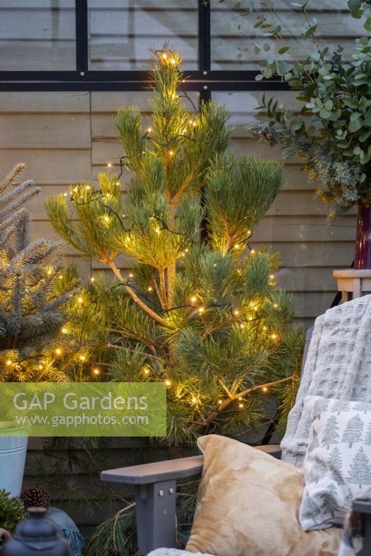 Conifers in pots adorned with fairy lights inside a greenhouse