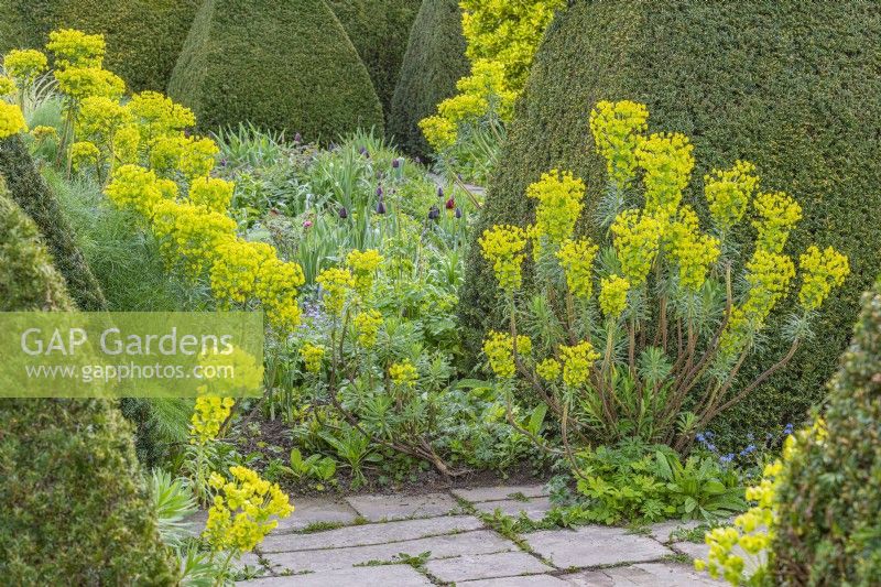 Euphorbia characias flowering in a country cottage garden border in Spring - April