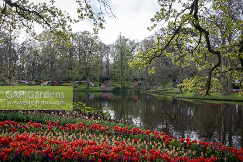 Massed planting of bulbs in spring with lake behind, at Keukenhof Gardens, The Netherlands