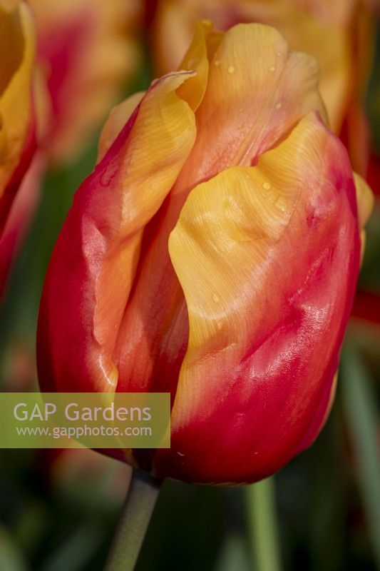 Tulipa 'Saumon Lalibela' 