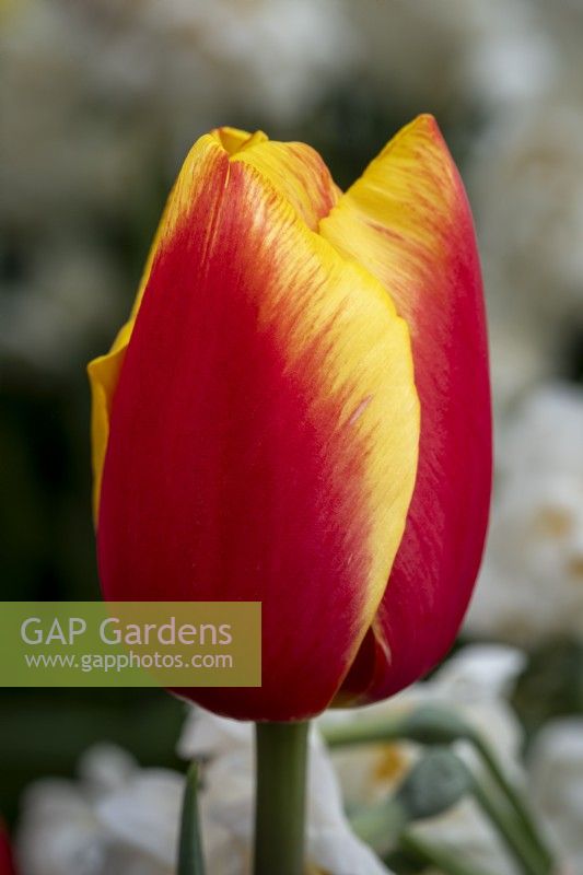 Tulipa 'China Girl'