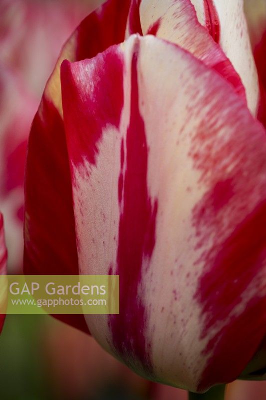 Tulipa 'Spryng Rembrandt'