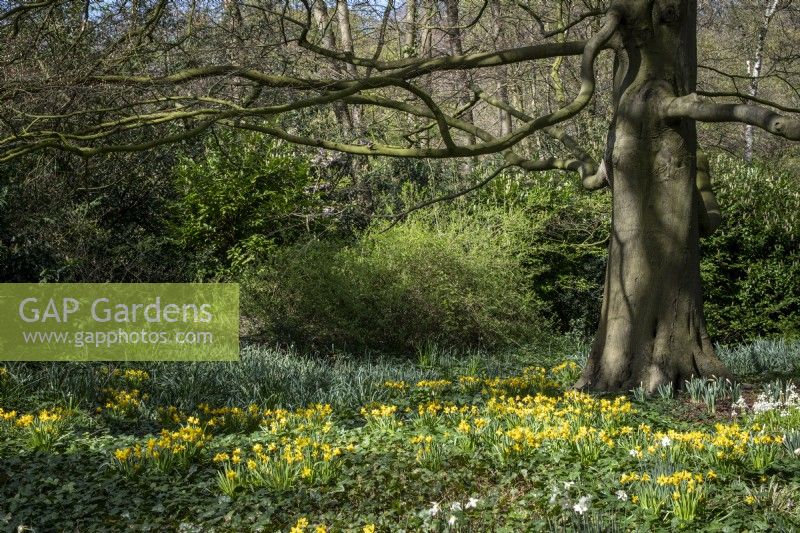 Daffodils planted beneath beech tree in woodland garden