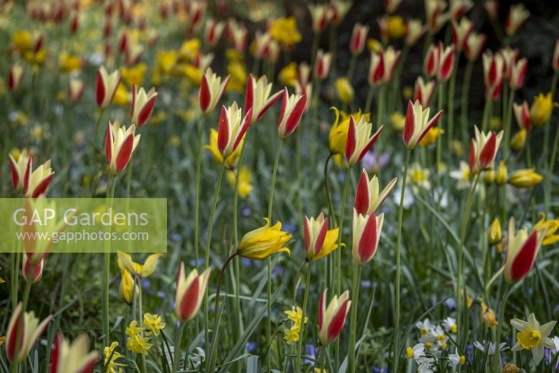 Tulipa clusiana planted in drifts in shady garden glade