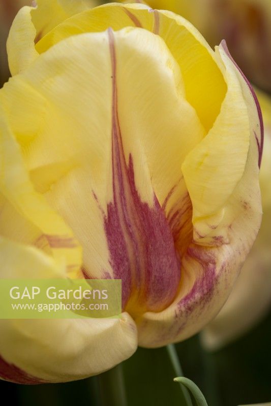 Tulipa 'Suwath's Beauty'