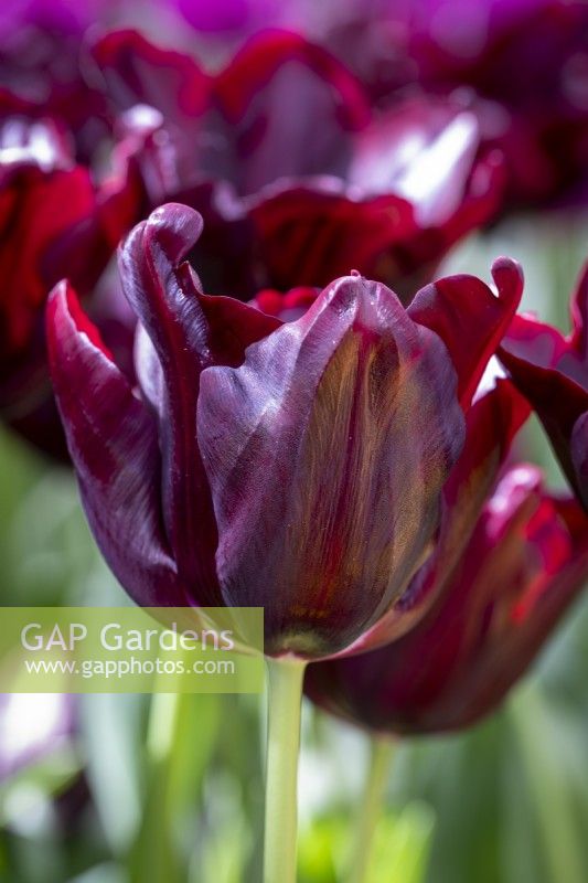 Tulipa 'Chocolat Chaud' 