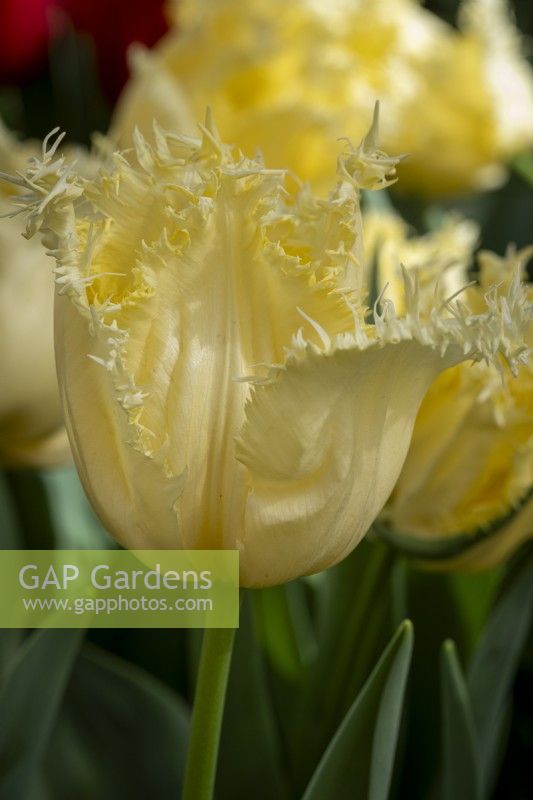 Tulipa 'Rebellious Yellow'