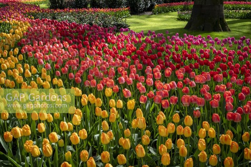 Dérives de tulipes mélangées dans les parterres de printemps 