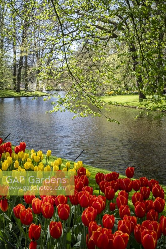 Dérives de tulipes mélangées avec lac derrière, au printemps dans les jardins de Keukenhof, aux Pays-Bas. 