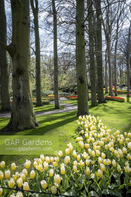 Drifts of mixed tulips beneath trees in spring at Keukenhof Gardens, The Netherlands.
