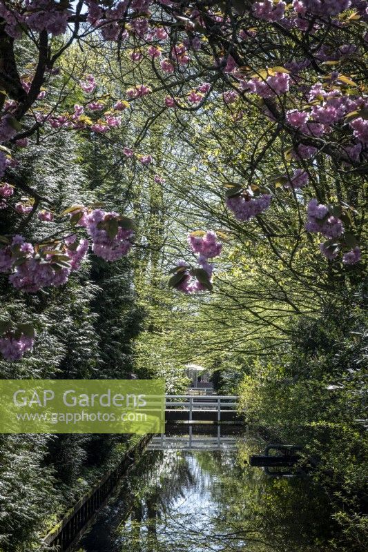 View along a dappled shade canal at Keukenhof Gardens, The Netherlands, in spring.  Flowering Cherry overhangs the water