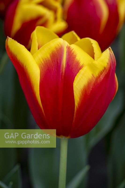 Tulipa 'Hennie van der Most'