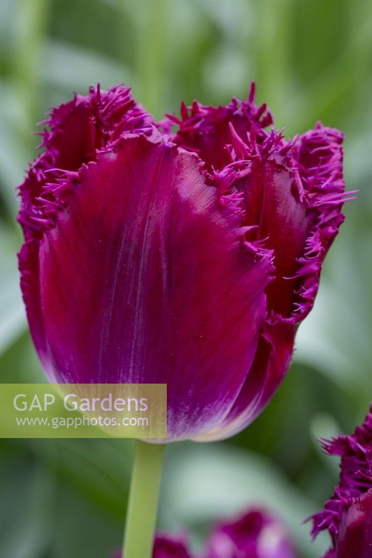 Tulipa 'Purple Crystal'