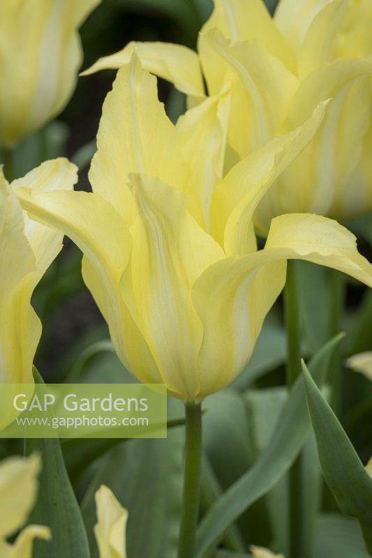 Tulipa 'Florijn Chic'