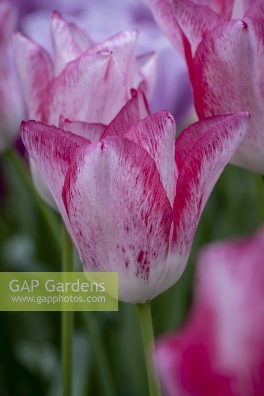 Tulipa 'Beautytrend'