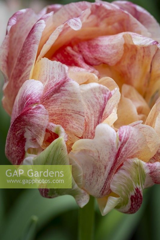 Tulipa 'Saupoudrer la trempette' 