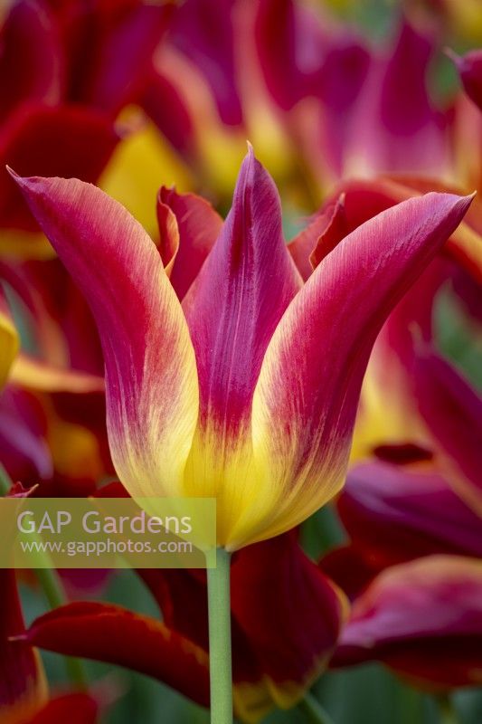 Tulipa 'Striking Match'