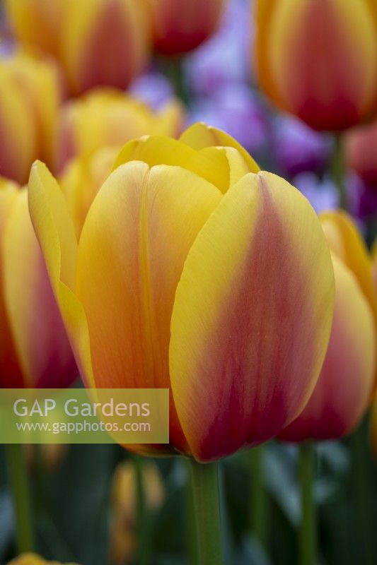 Tulipa 'Paix mondiale' 