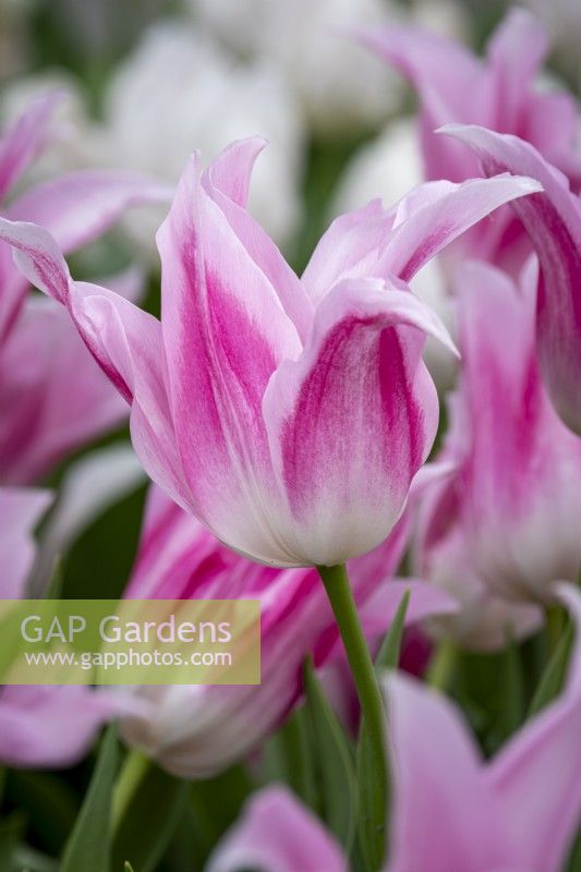 Tulipa 'Lilypure'