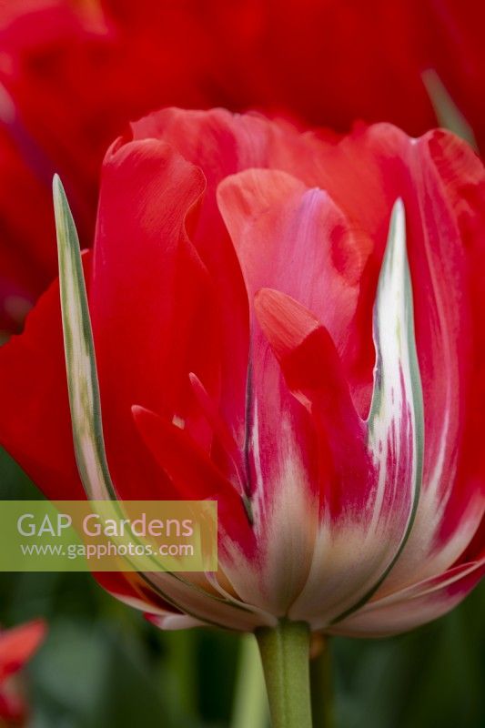 Tulipa 'Akebono Red'