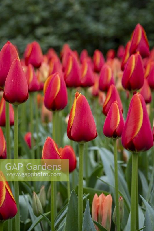 Tulipa 'World's Favourite'