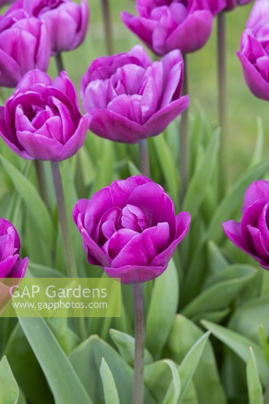 Tulipa 'Lilac Perfection' - Tulipe double tardive 