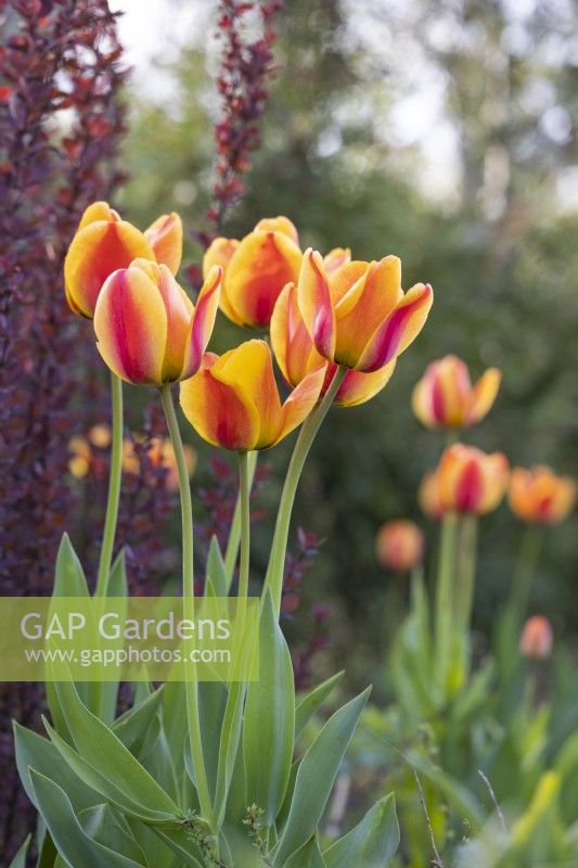Tulipa 'Apeldoorn's Elite', May
