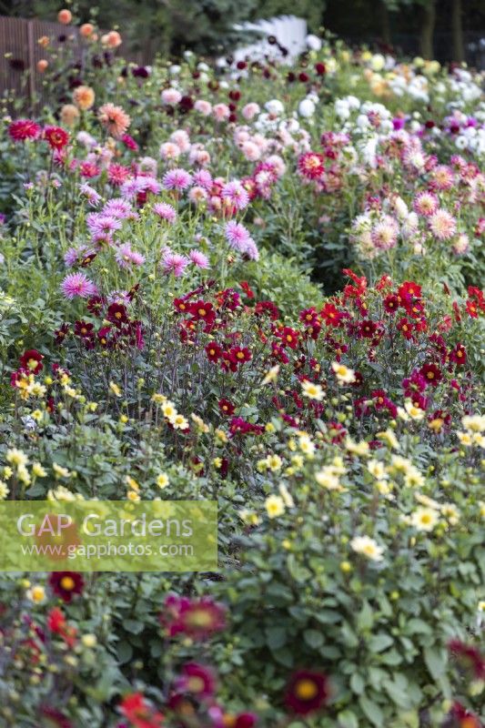 Parterre de fleurs de fin d'été planté de Dahlias 