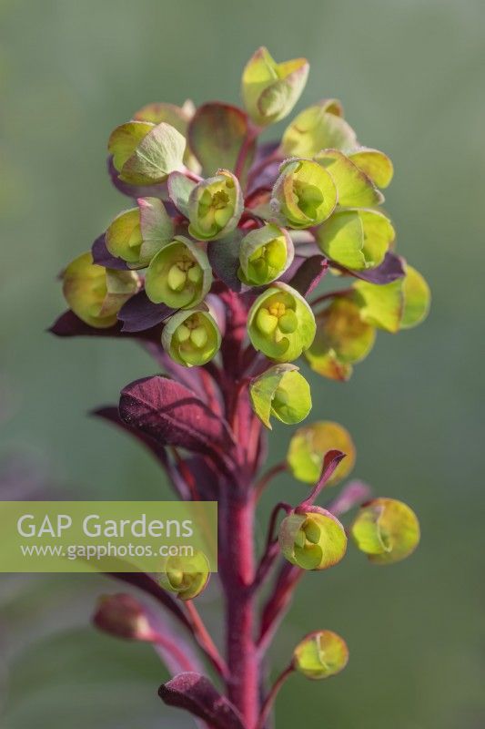 Euphorbia 'Miner's Merlot' flowering in Spring - April