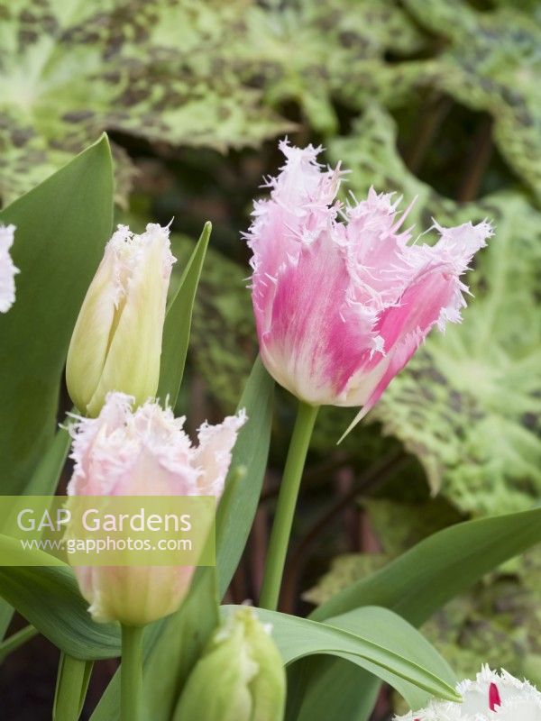 Tulipa Drakensteyn frills