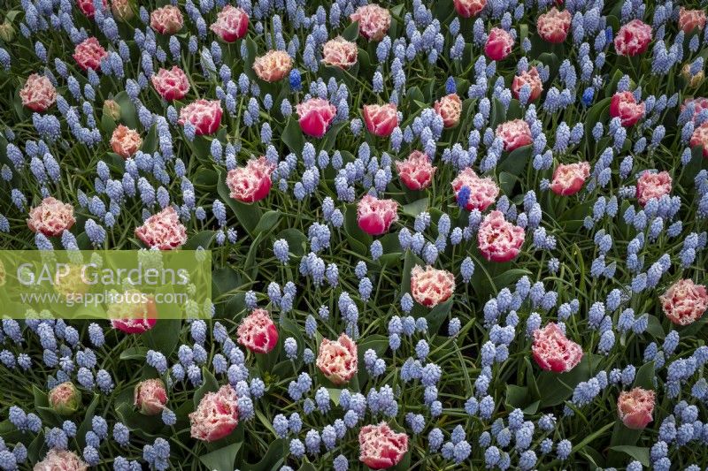 Tulipes et muscari ou jacinthe de raisin dans un parterre de fleurs de printemps 