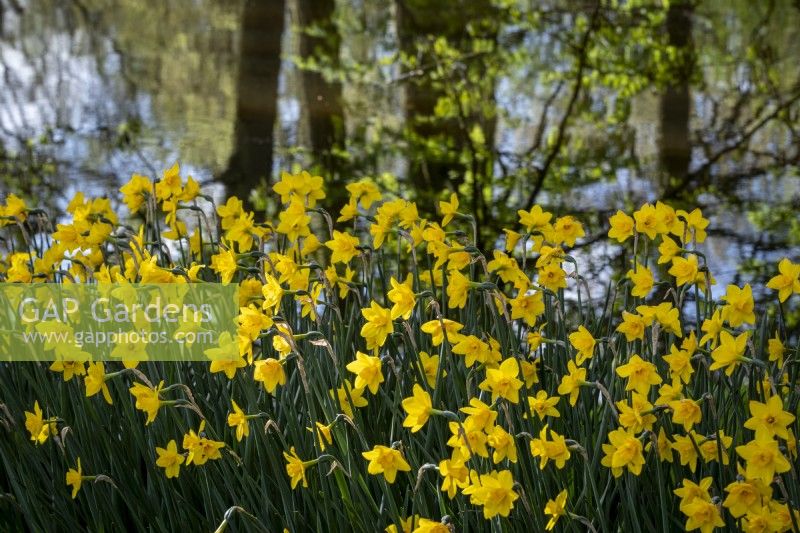 Narcissus 'Sweetness' planted in a large group