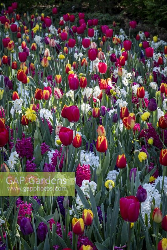 Dérives de tulipes et de jacinthes mélangées dans les parterres de fleurs de printemps 