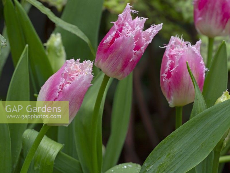 Tulipa 'Drakensteyn' en fleur mi-avril 