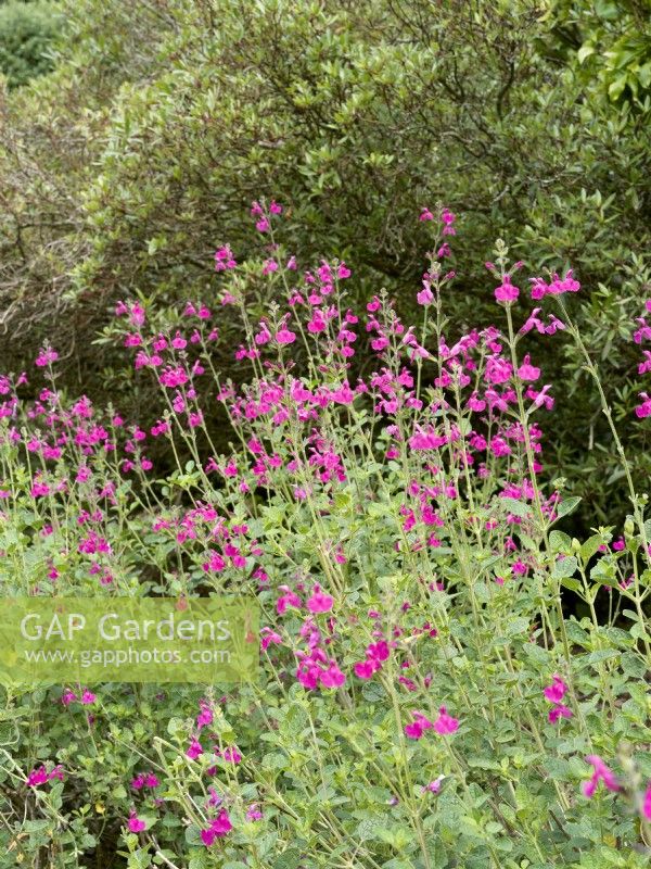 Salvia microphylla Pink Blush, automne septembre 