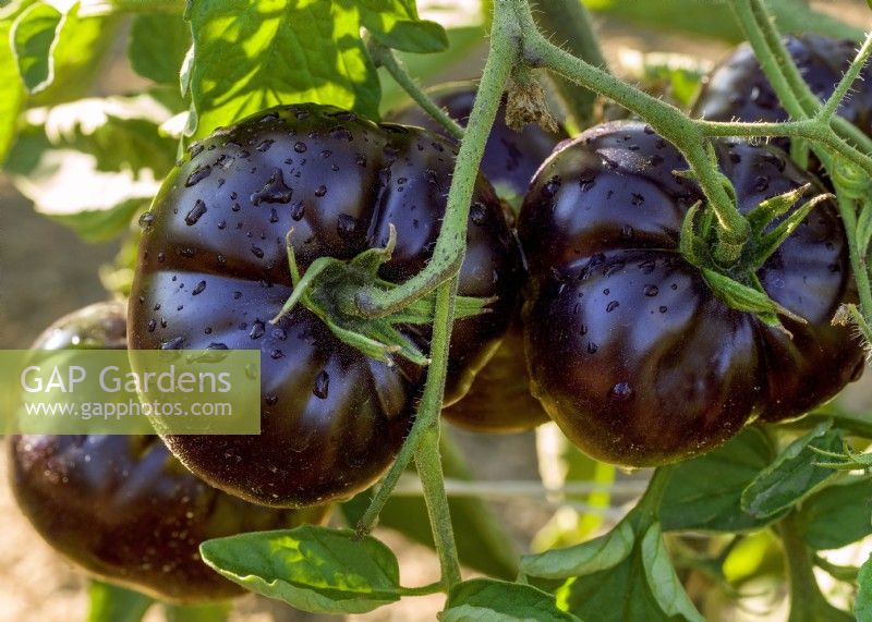 Solanum lycopersicum Black Beauty, été août 