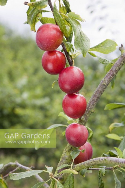 Cherry plum - Mirabelle hybrid - Prunus cerasifera 'Gypsy'