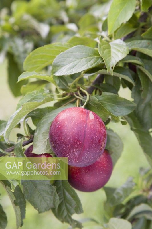 Cherry Plum - Mirabelle hybrid - Prunus cerasifera 'Gypsy'