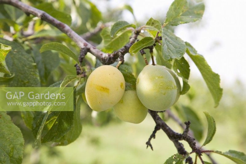 Gage - Prunus domestica 'Coe's Golden Drop'