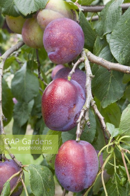 Plum - Prunus domestica 'Jubilee' syn. 'Jubilaeum'