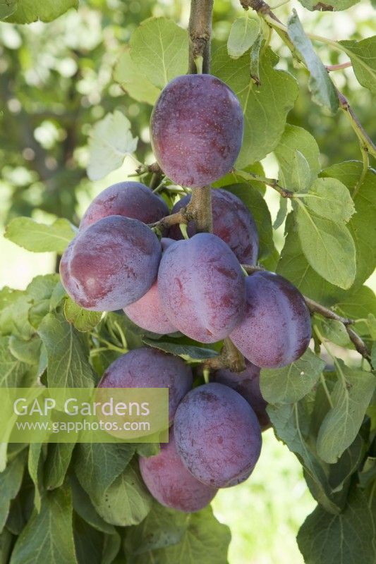 Prune - Prunus domestica 'Jubilee' syn. 'Jubiléum' 