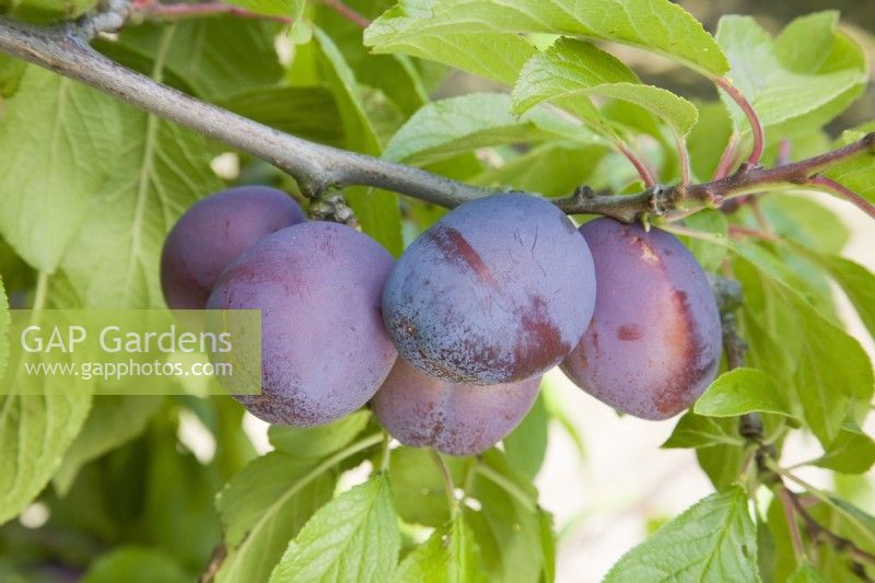 Plum - Prunus domestica 'Mistaka'