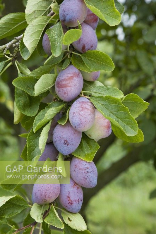 Prune - Prunus domestica 'Purple Pershore' 